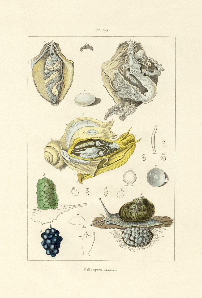 Molluschi da French School