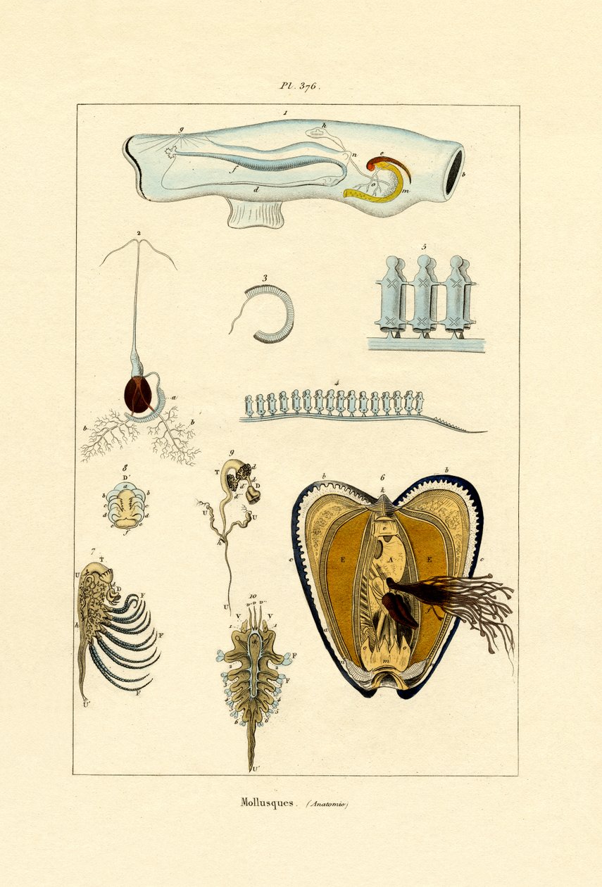 Molluschi da French School