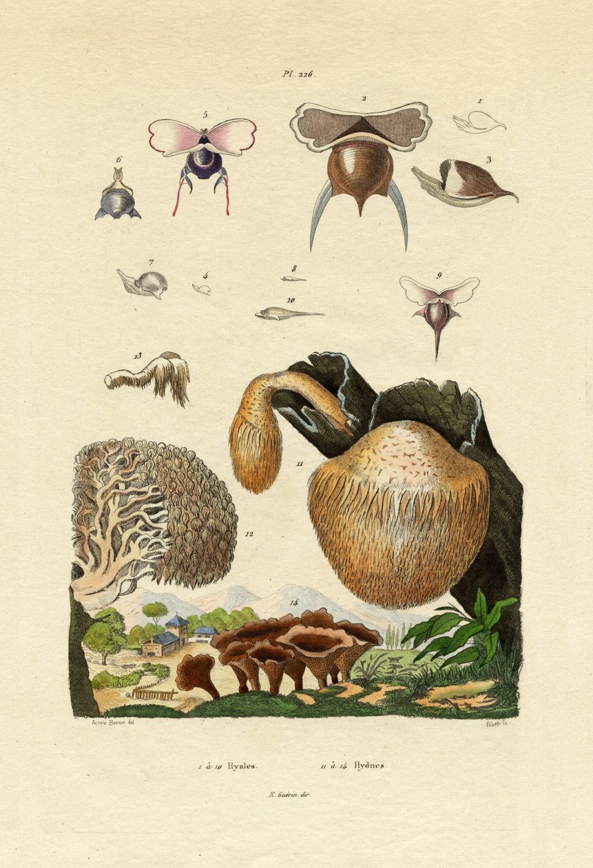 Funghi da French School