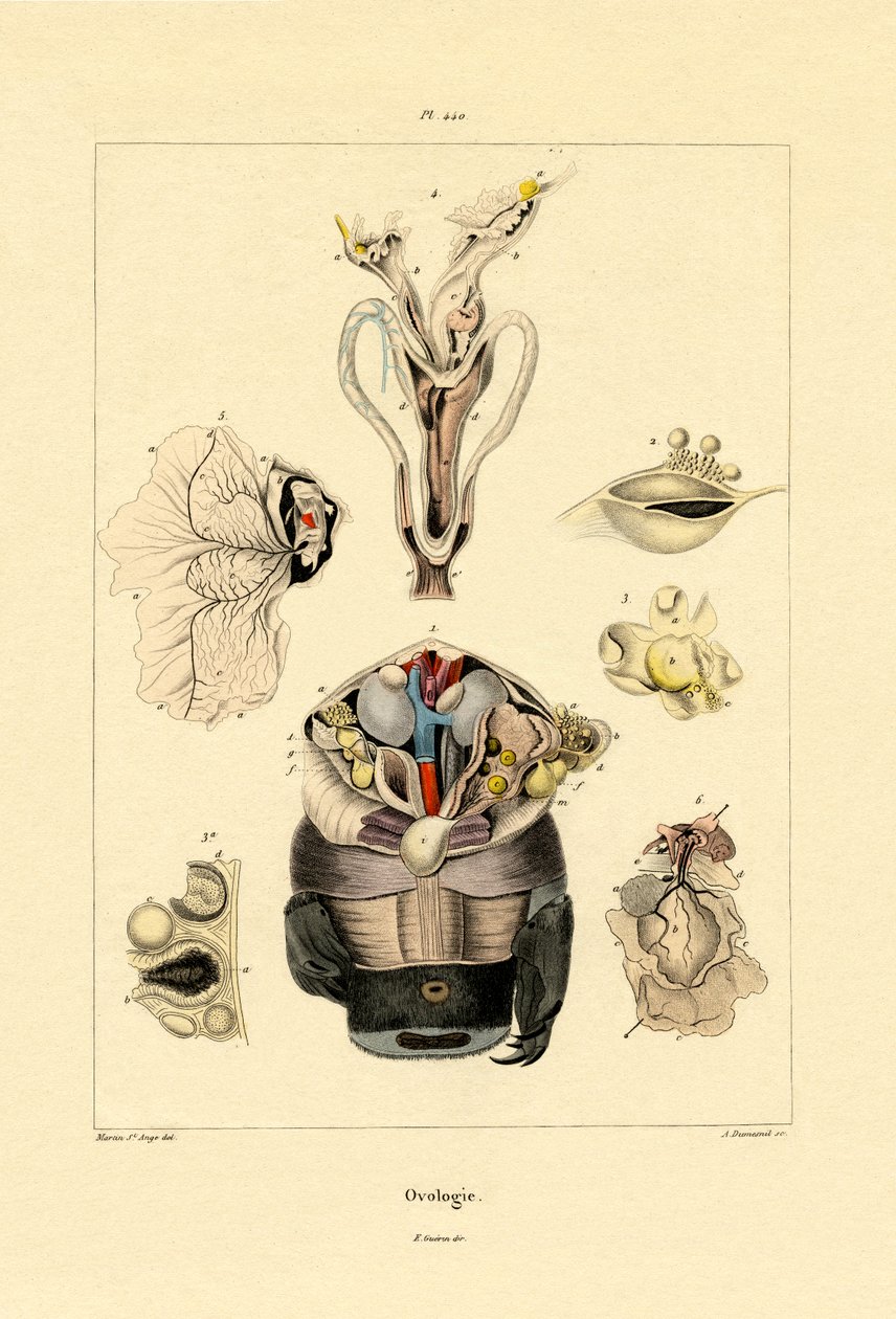 Ovologia da French School
