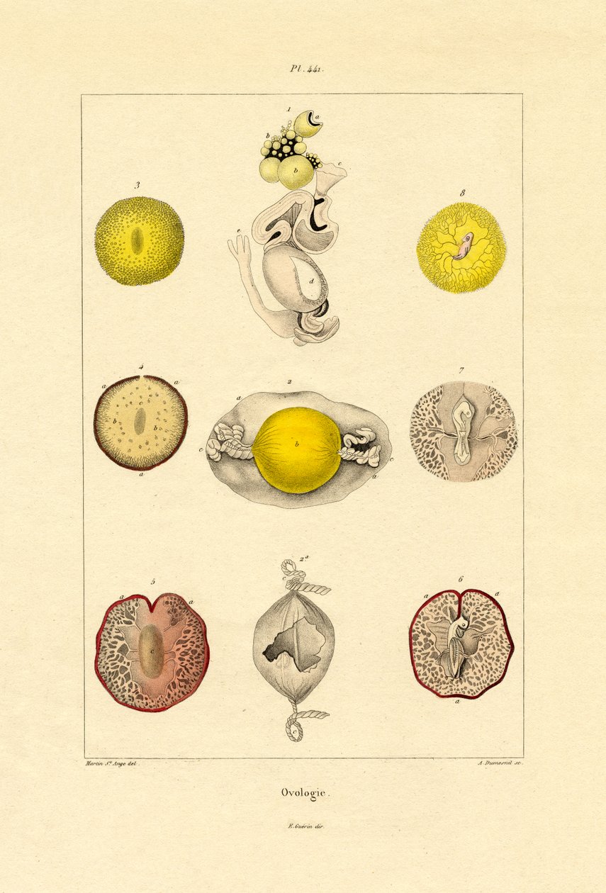 Ovologia da French School