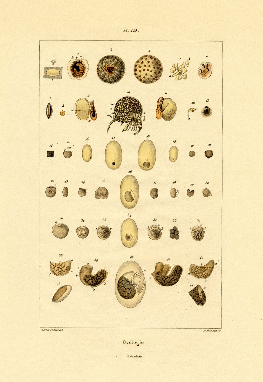 Ovologia da French School