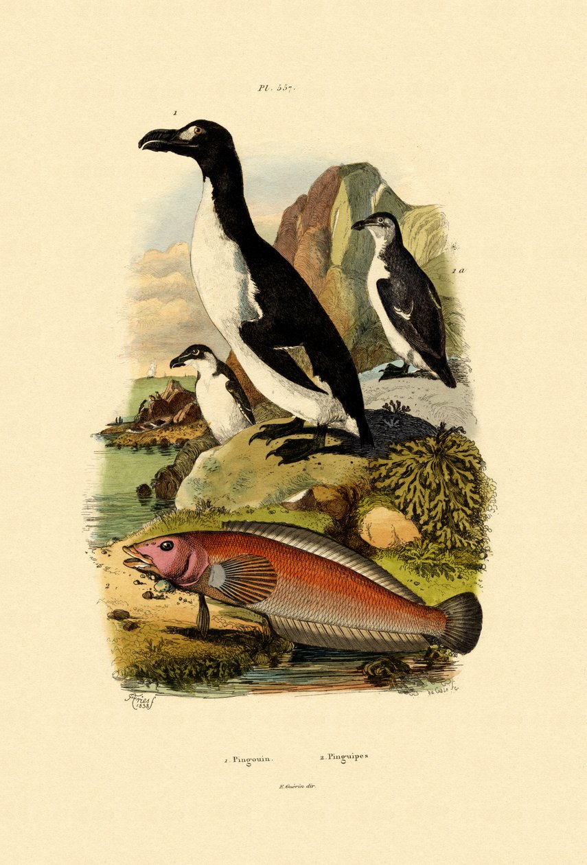 Pinguino da French School