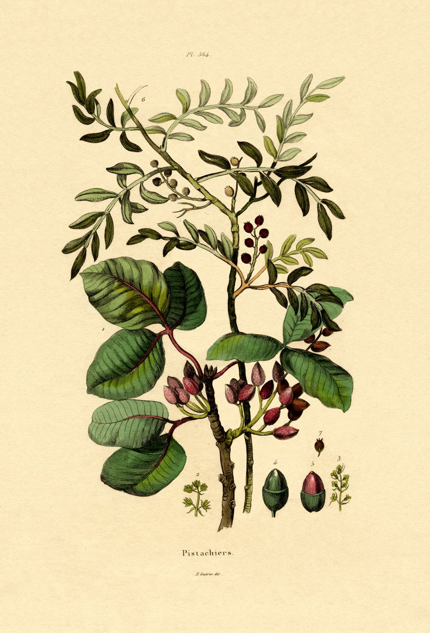 Pistacchio da French School