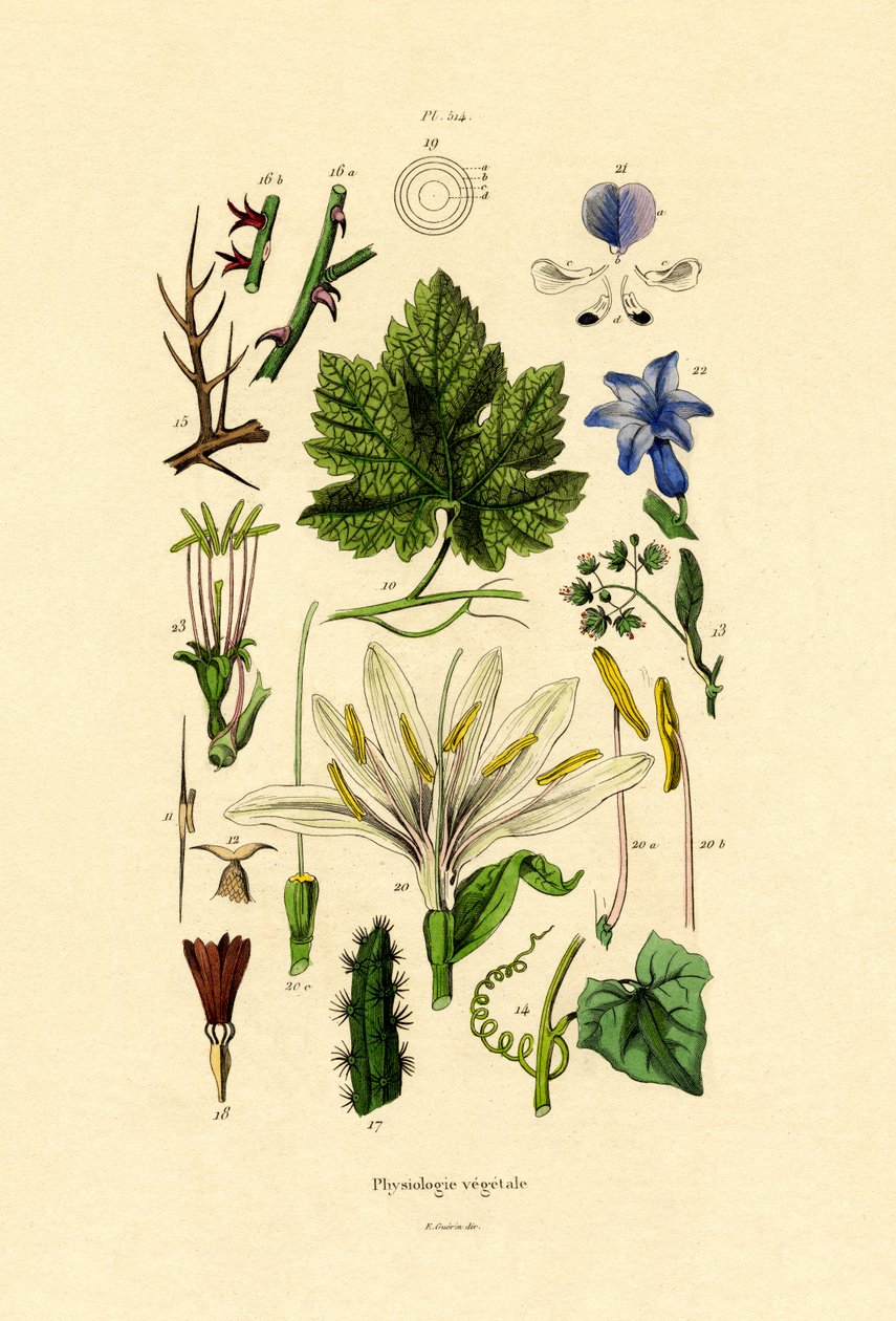 Piante da French School
