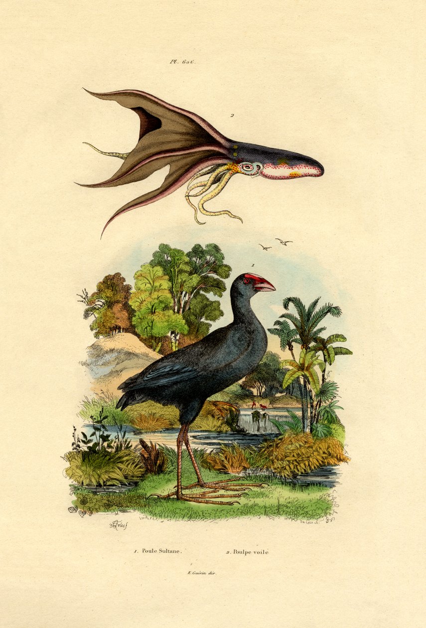 Pollo Sultano da French School