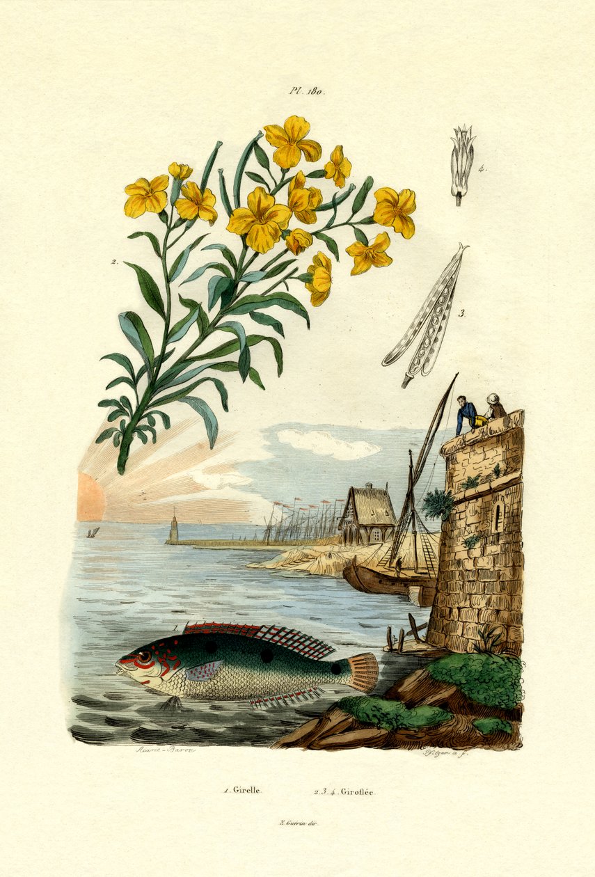 Donzella pavonina da French School