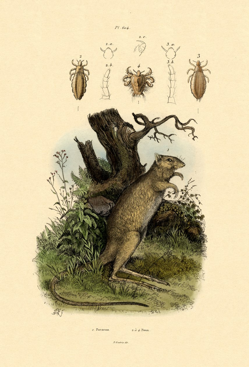 Ratto-canguro, 1833-39 da French School