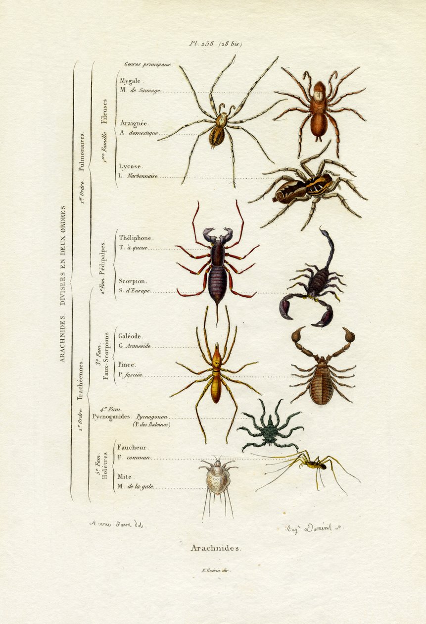 Scorpioni da French School