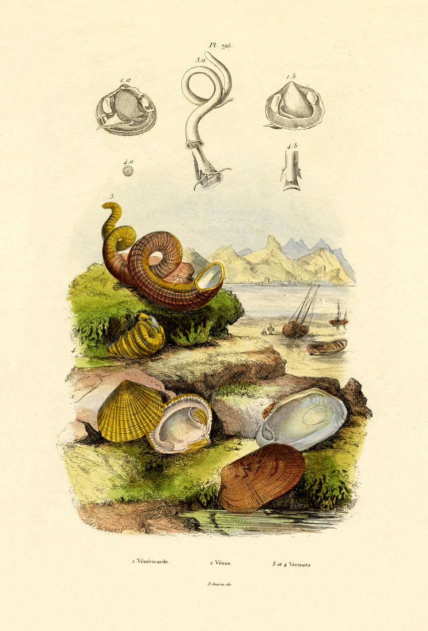 Conchiglie da French School