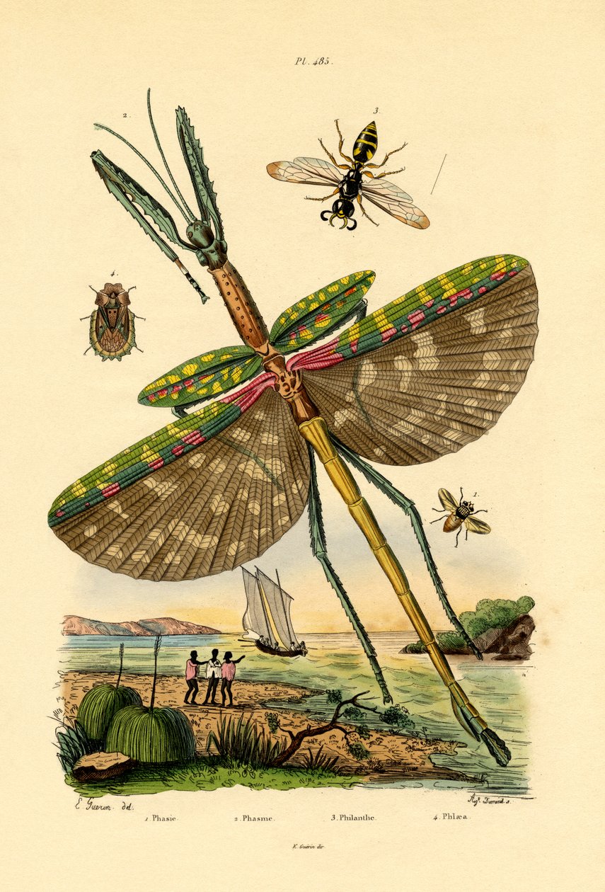 Mosca Tachinide da French School