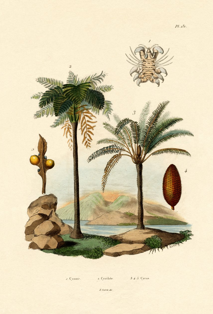 Felce arborea da French School