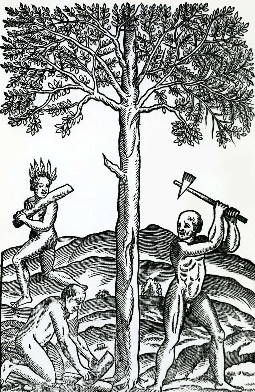 Taglio degli alberi, illustrazione da Singularities of France Antarctique, di Andre de Thevet, 1558 da French School