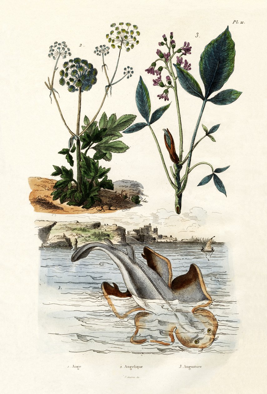 Squatina, 1833-39 da French School