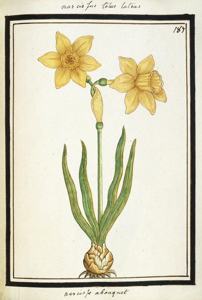 Bouquet di narcisi, c.1700 da French School