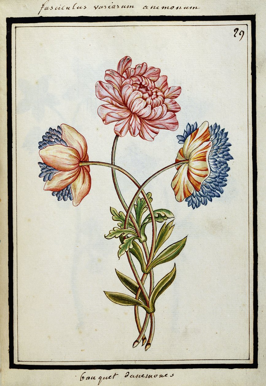 Bouquet di anemoni, c.1700 da French School
