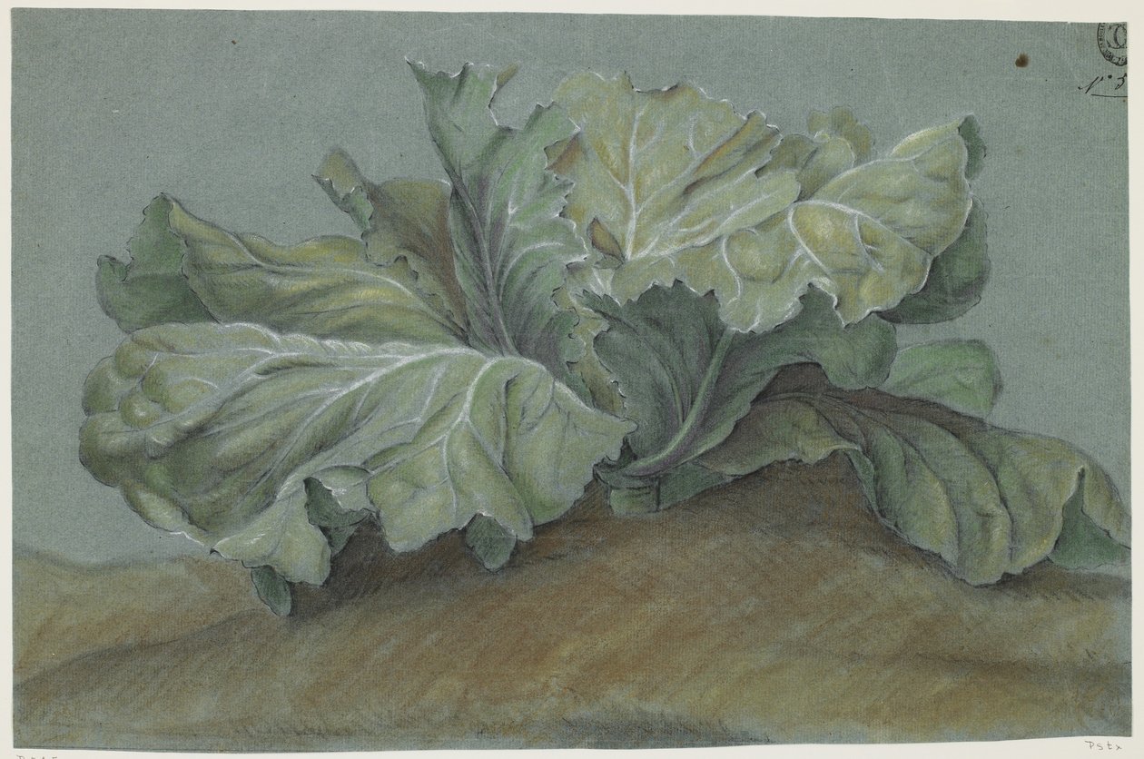 Pianta di cavolo da French School