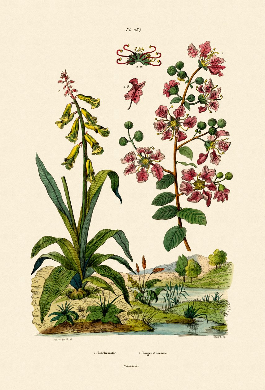 Cape Cowslip da French School