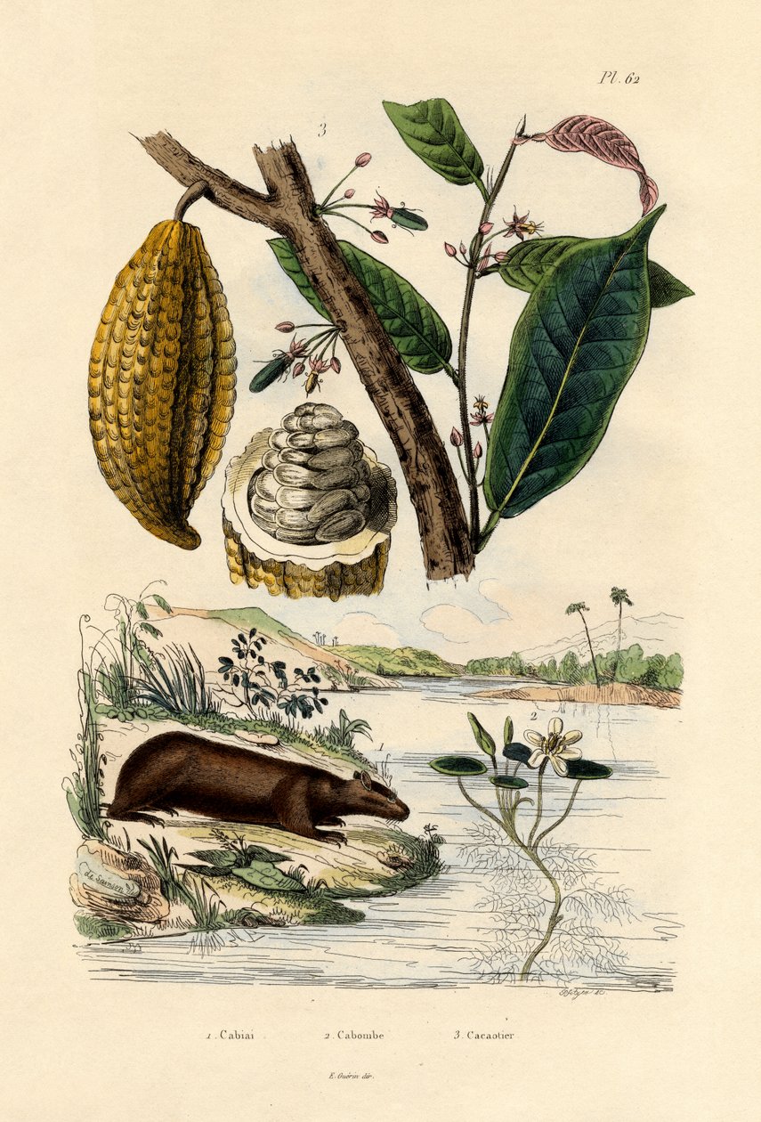 Capibara da French School