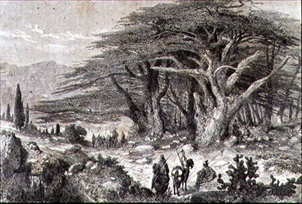 Cedri del Libano da French School