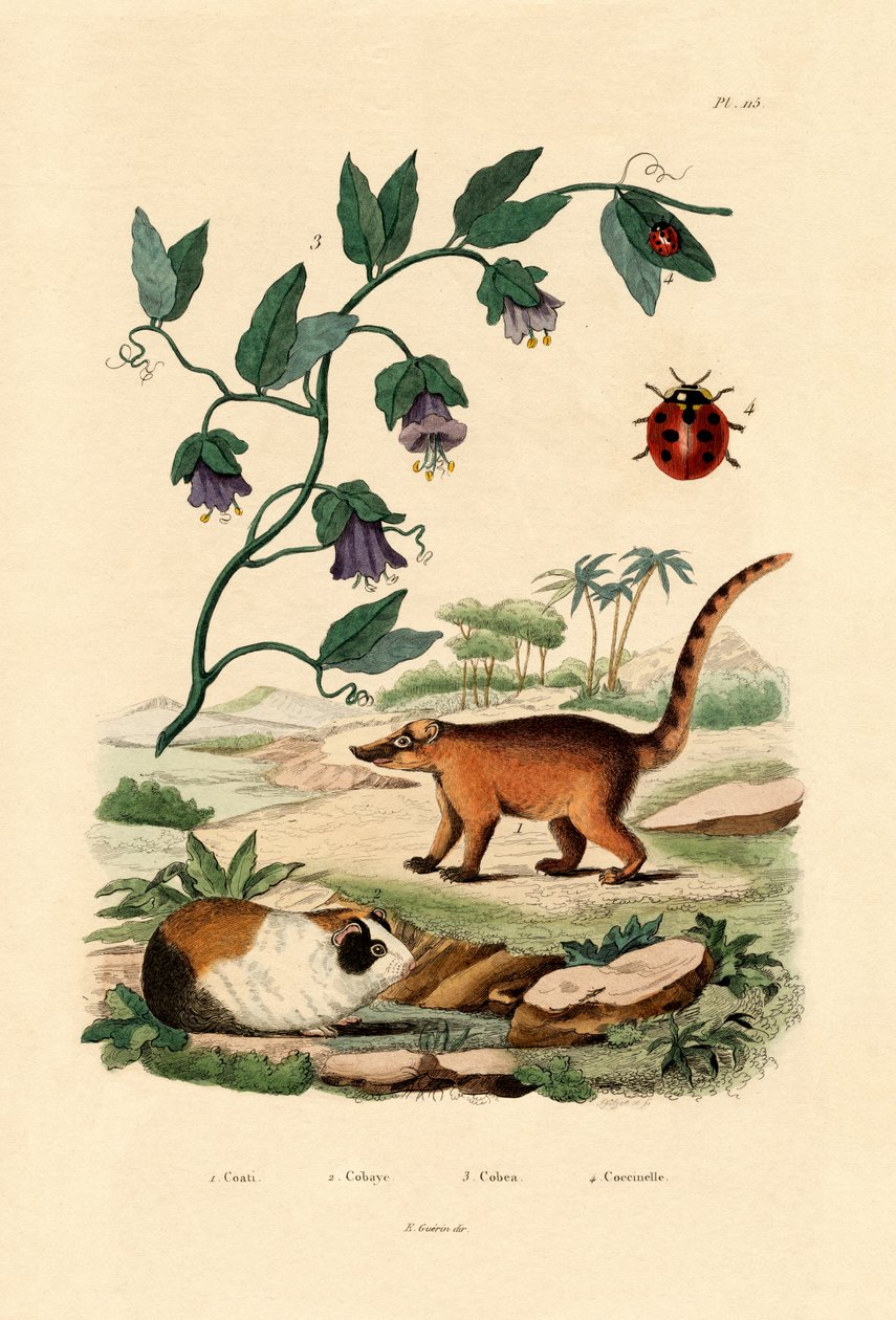 Coati da French School
