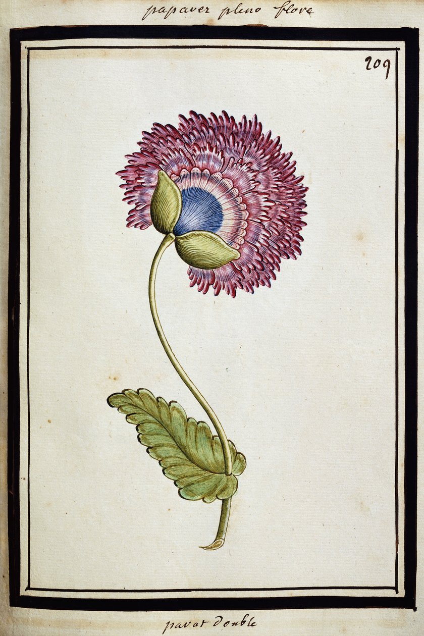 Papavero Doppio, c.1700 da French School