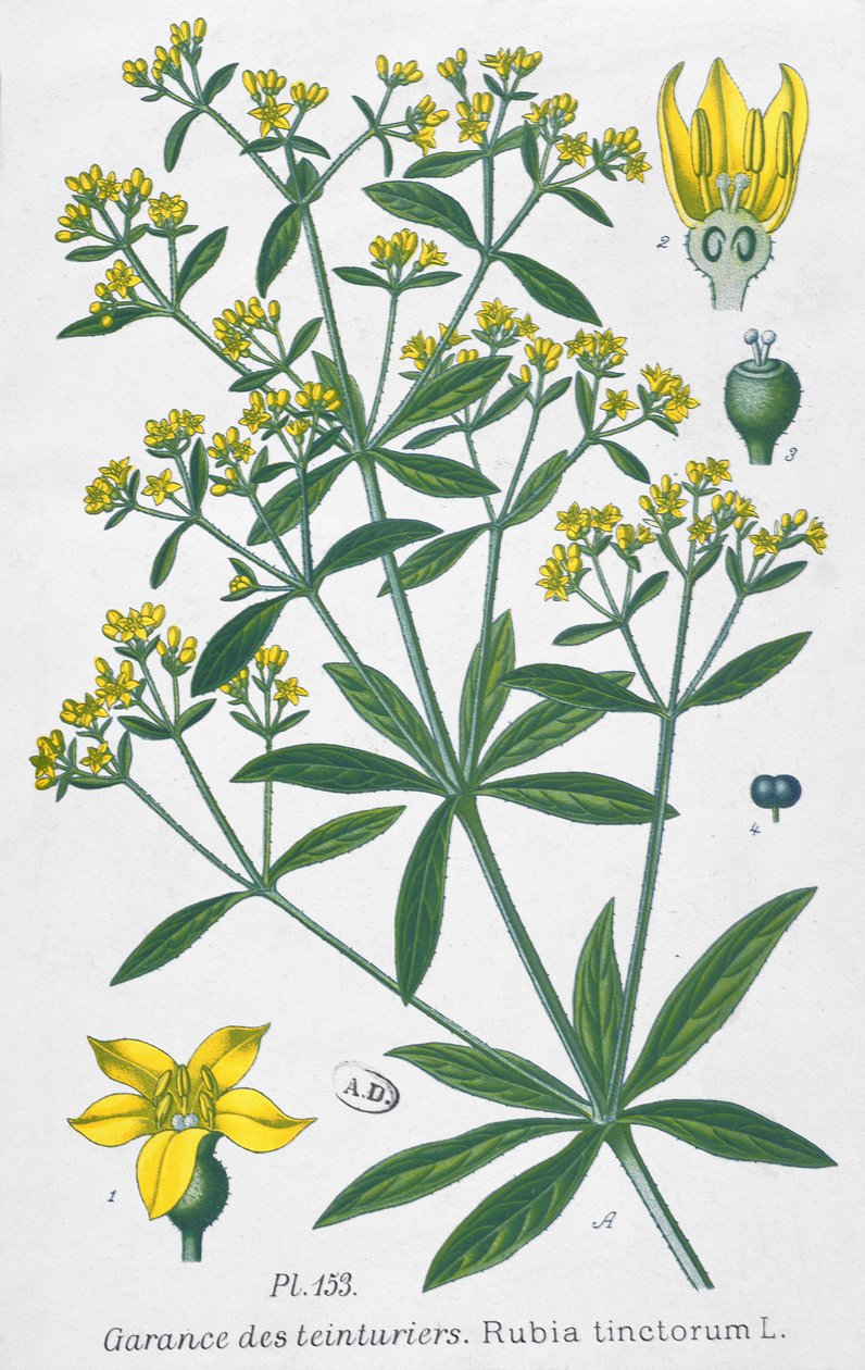 Robbia (Rubia Tinctorum) da French School
