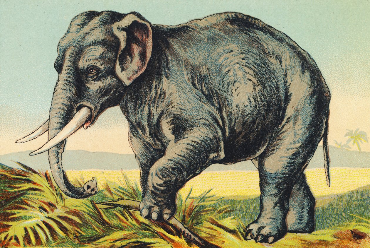 E come Elefante da French School