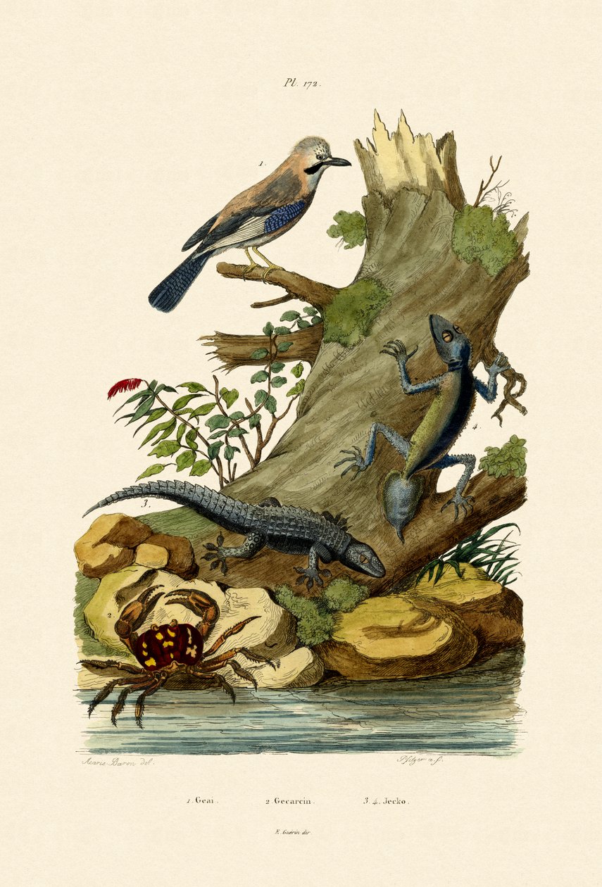Ghiandaia eurasiatica da French School