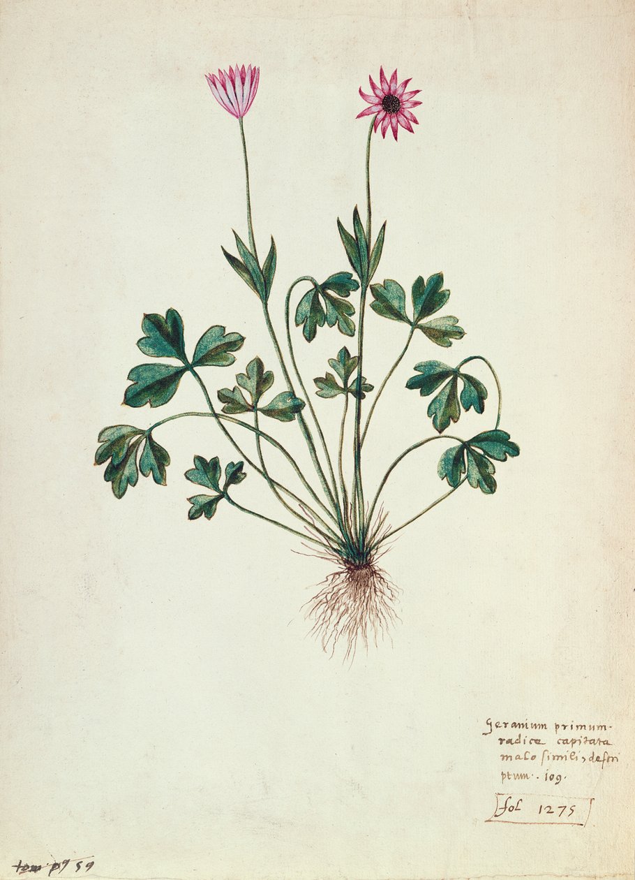 Fol.1275 Geranio da French School