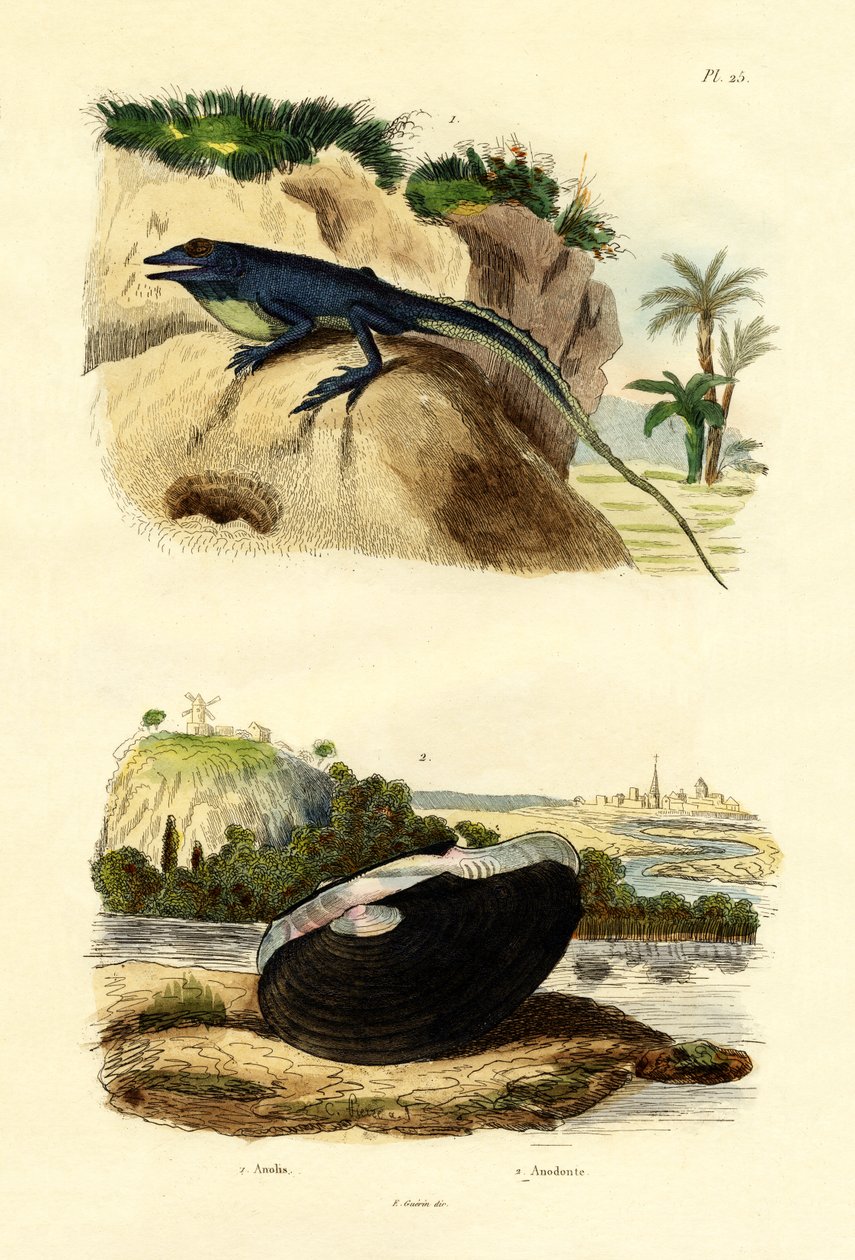 Anole verde, 1833-39 da French School