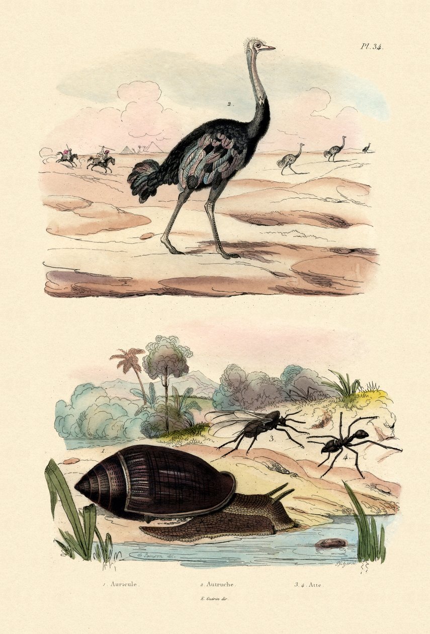 Chiocciola araldica, 1833-39 da French School