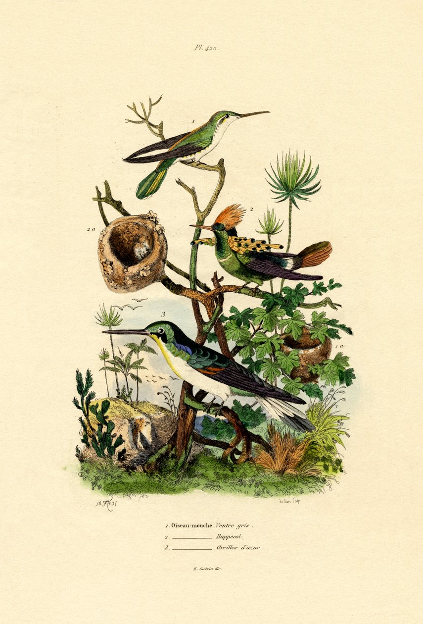 Colibrì da French School