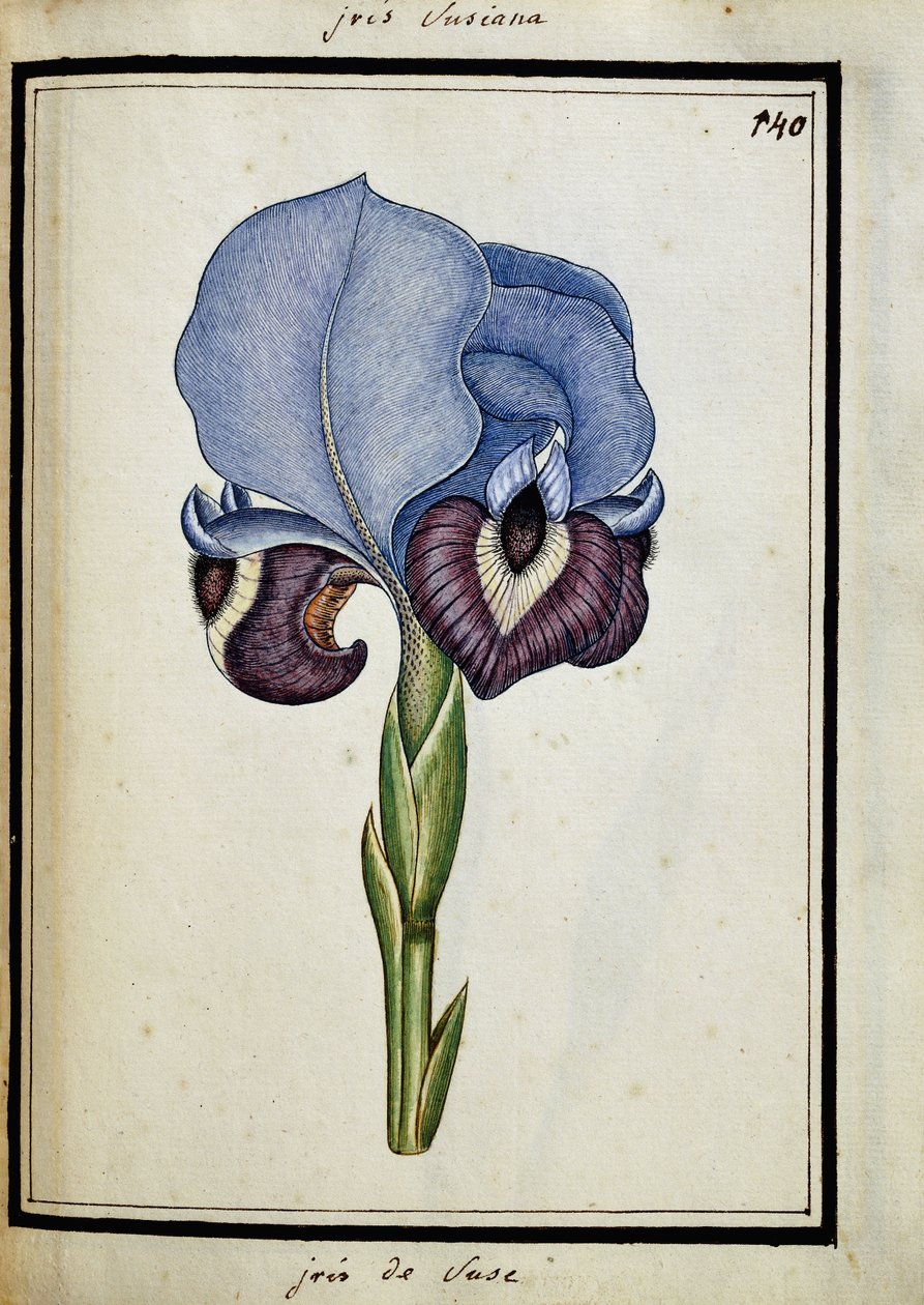 Iris Susiana da French School