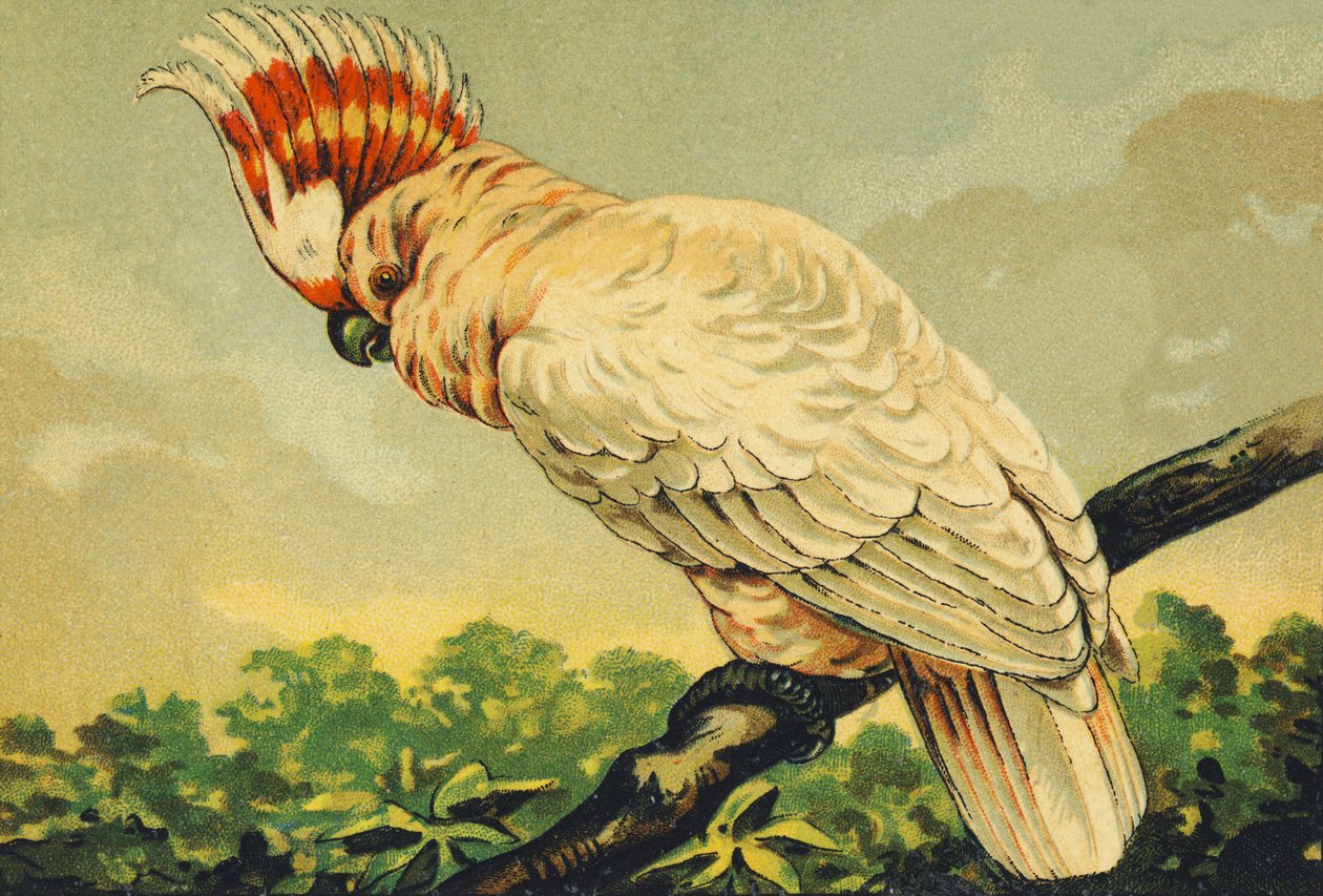 K come Cacatua da French School