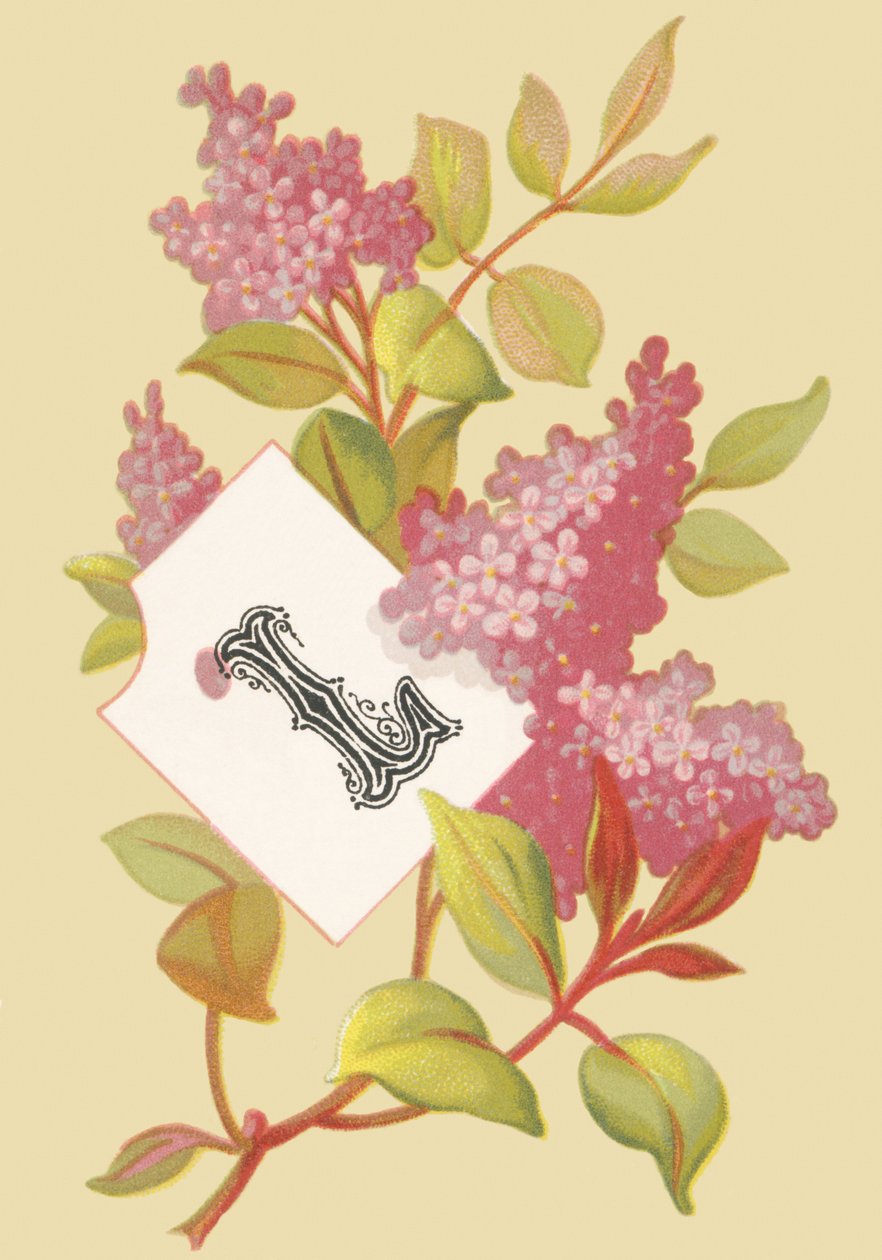 L: Lilla - Gioventù da French School