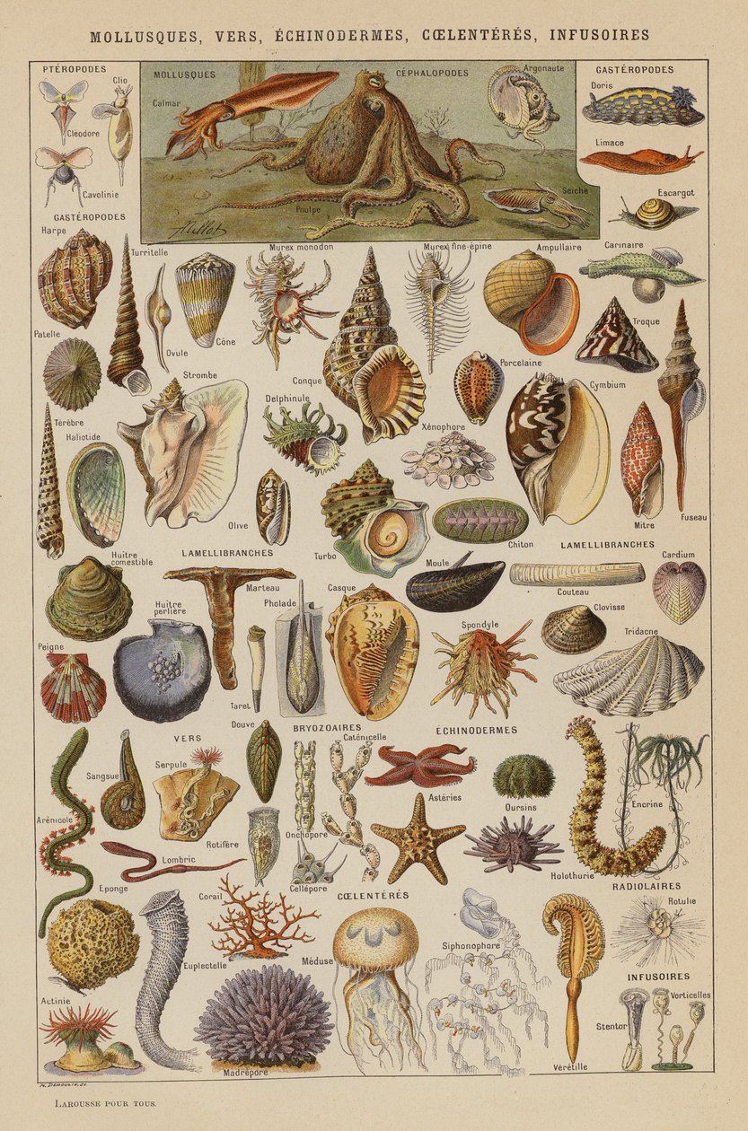 Molluschi, Vermi, Echinodermi, Celenterati, Infusori (litografia a colori) da French School