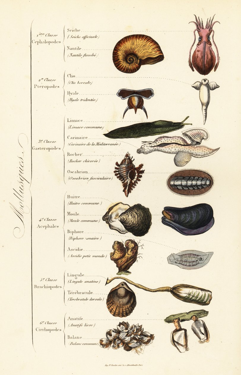 Ordini dei Molluschi da French School