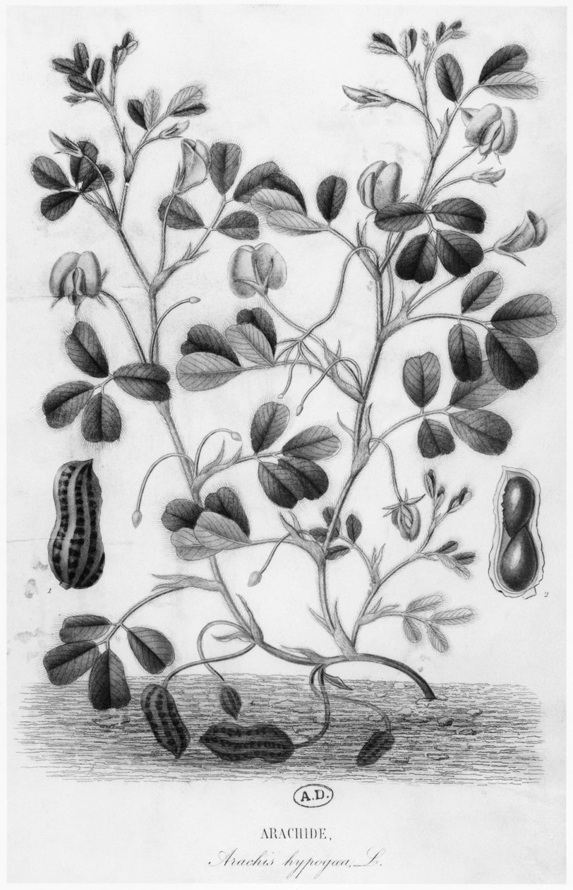 Arachide (Arachis hypogaea) da French School