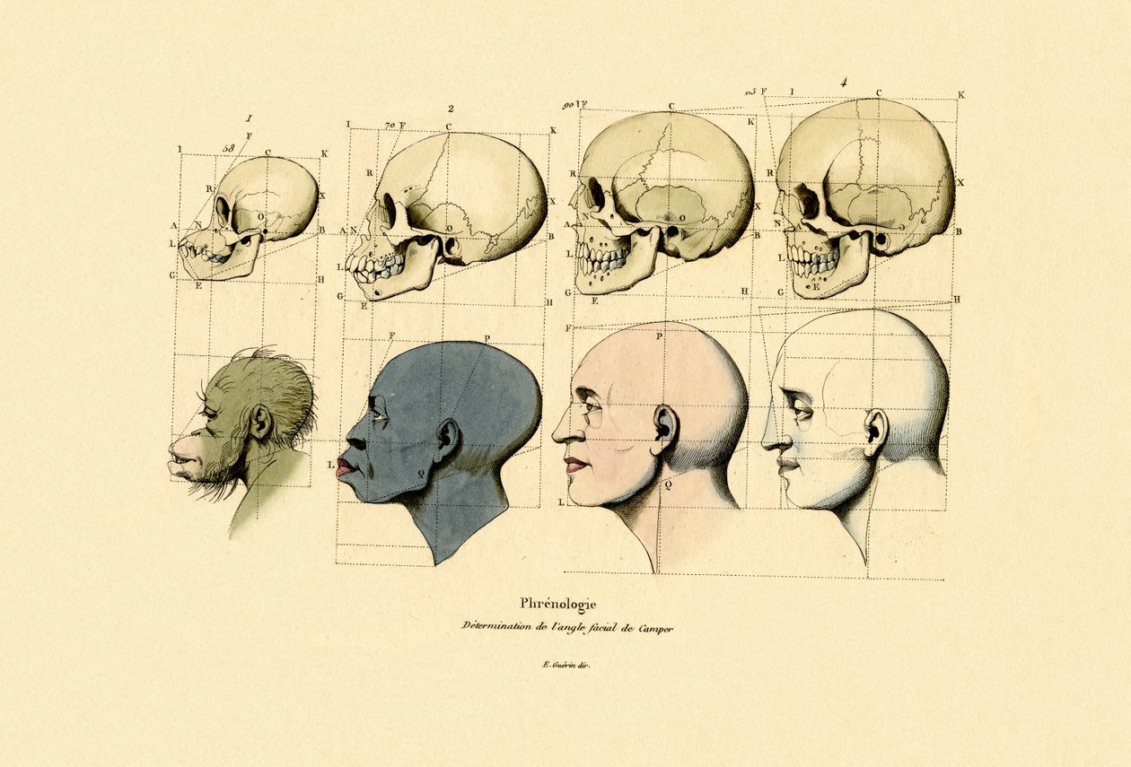 Frenologia, 1833-39 da French School