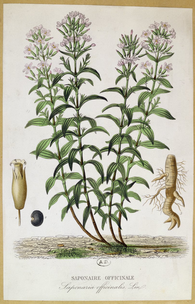 Saponaria officinalis, XIX secolo (incisione a colori) da French School