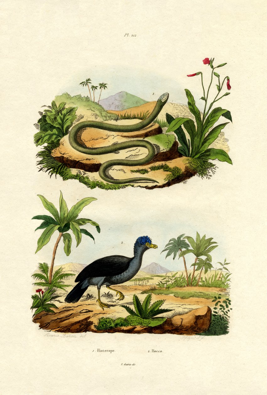 Serpente da French School