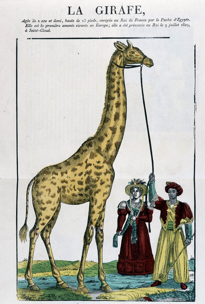 La giraffa - Immagine di Epinal da French School