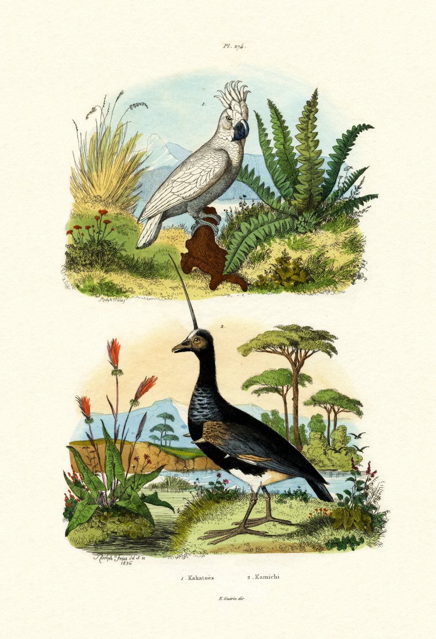 Cacatua ombrello da French School