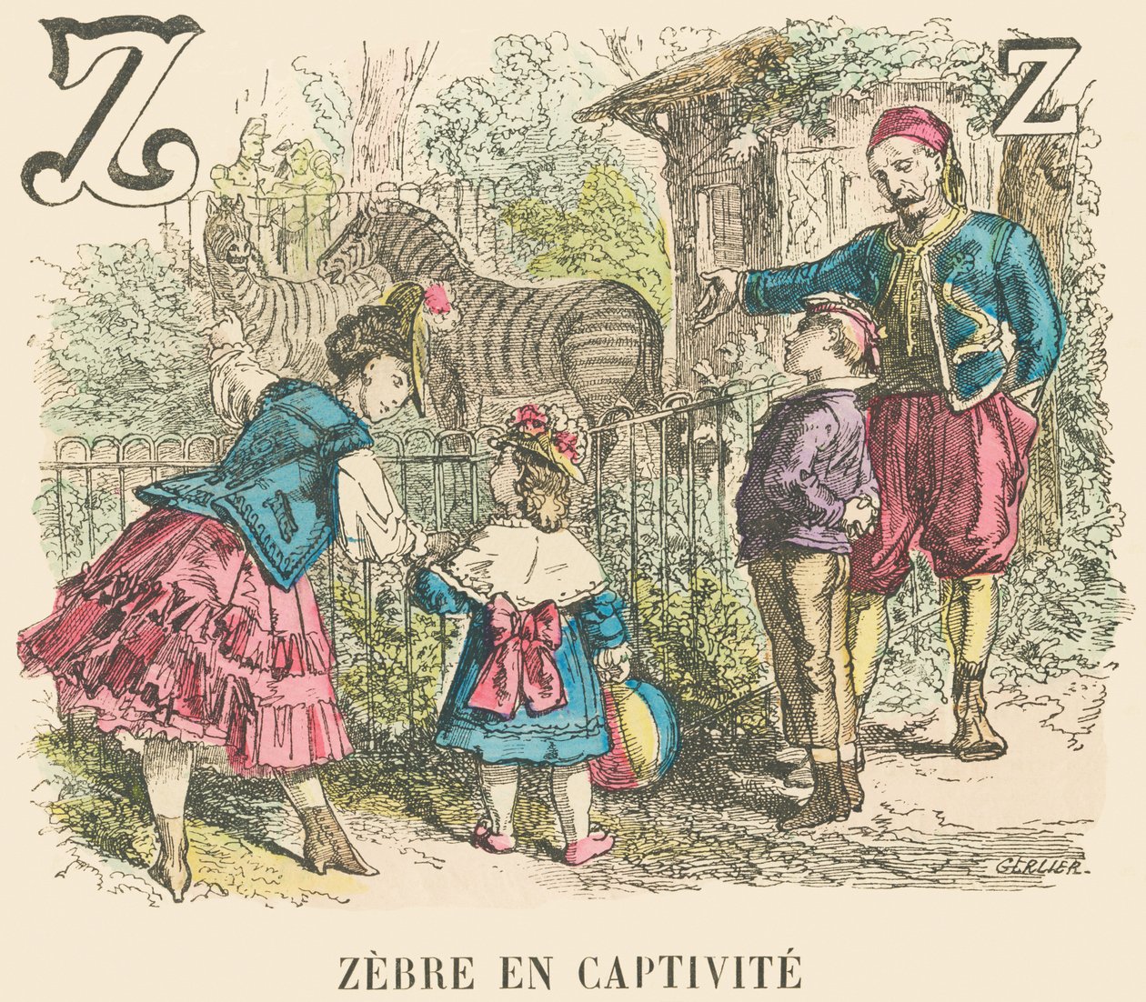 Zebra in cattività da French School
