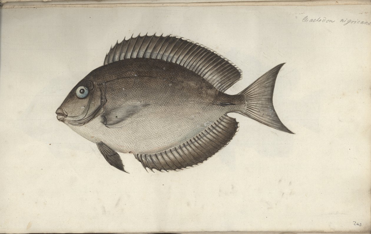 Chaetodon nigricans da Friedrich August Kruger