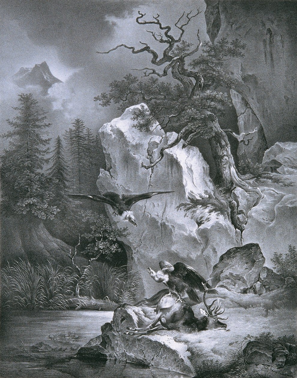 Avvoltoio con cervo morto da Friedrich August Mathias Gauermann
