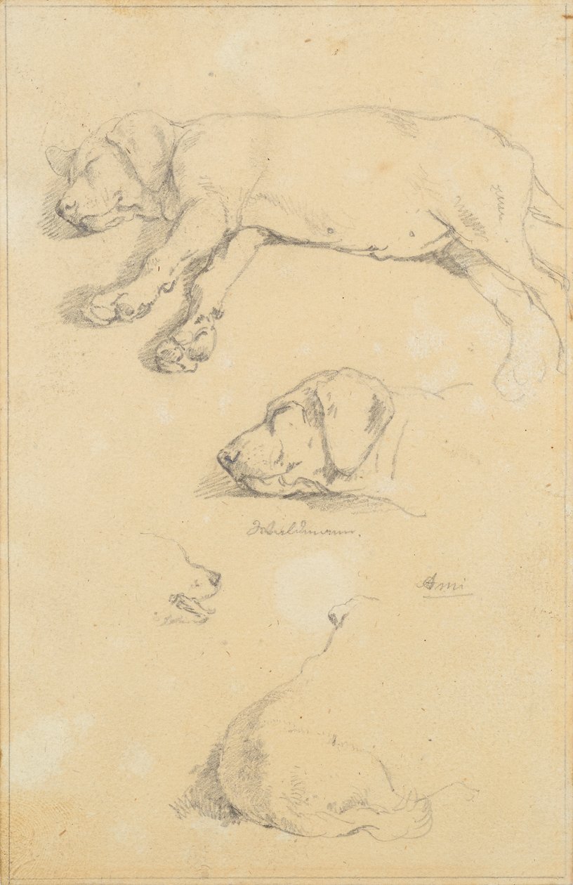 Studi di cani: Waldmann e Ami da Friedrich August Mathias Gauermann