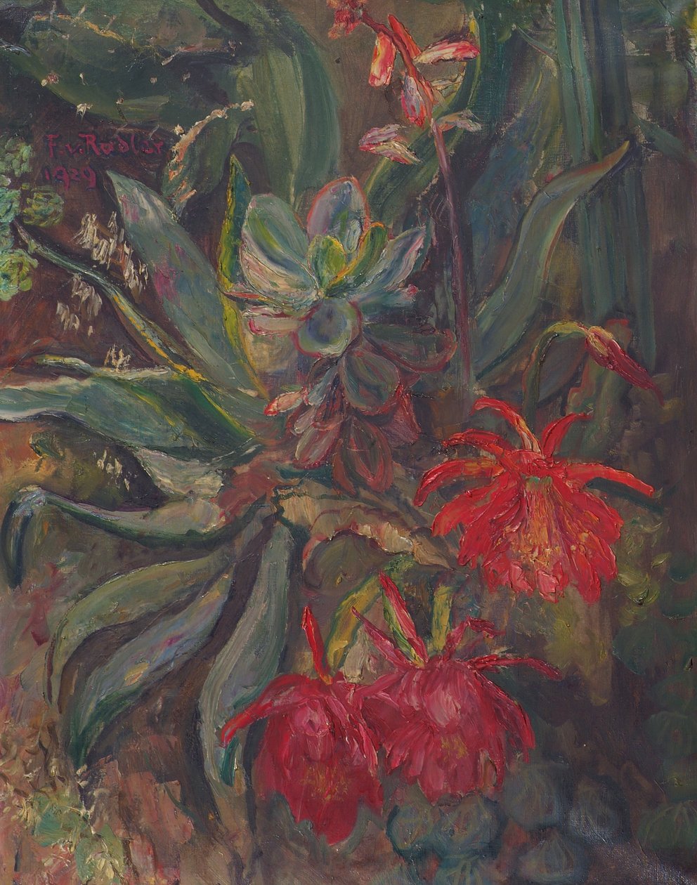 Cactus in fiore da Friedrich Radler
