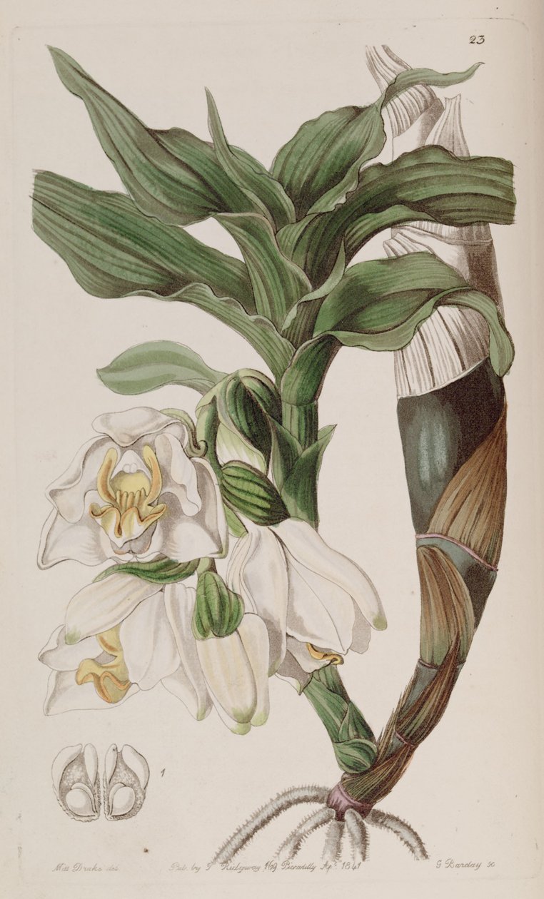 Chysis bractescens da G. Watts